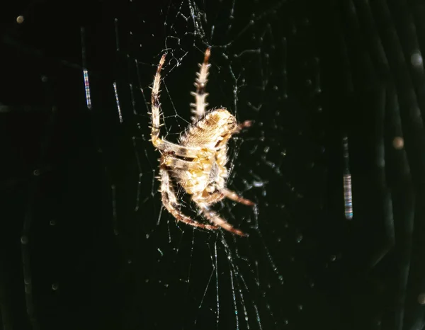 Macro Photo Small Garden Spider Web — Stock Photo, Image