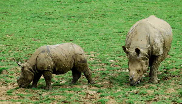 Rhinocerous Bezerro Pastando Grama — Fotografia de Stock