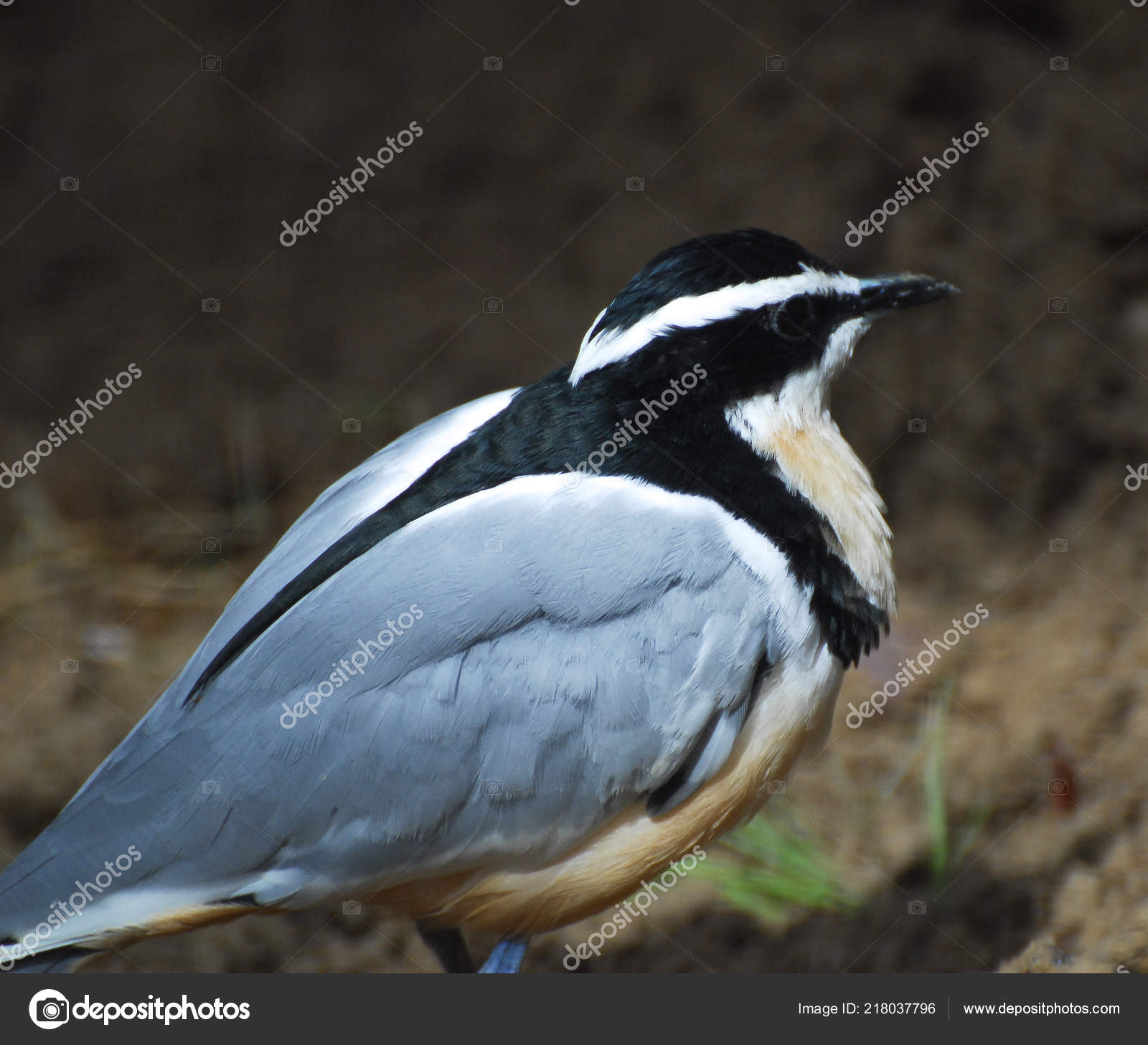 Gros Plan Noir Gris Jaune Blanc Petit Oiseau Photographie