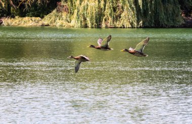 Uçuş Bray bir göl üzerinde üç yeşilbaş ördekler
