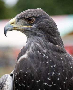 Close up portrait of a Chilean Blue Eagle, also known as Black-chested buzzard-eagle clipart