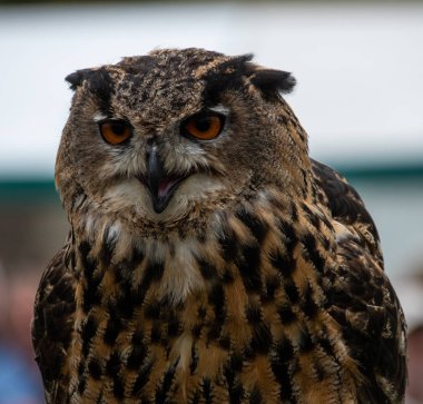 Bir Avrasya kartal baykuş portre Henley ülke el sanatları göstermek bir şahinle ekran sırasında
