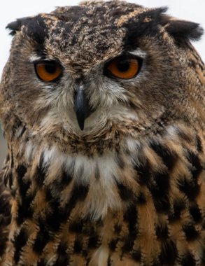 Bir Avrasya kartal baykuş portre Henley ülke el sanatları göstermek bir şahinle ekran sırasında