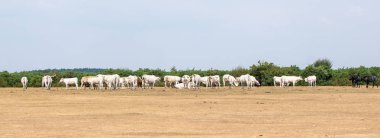 Yeni orman inekler garzing sürüsü kuru çimlerin üzerine