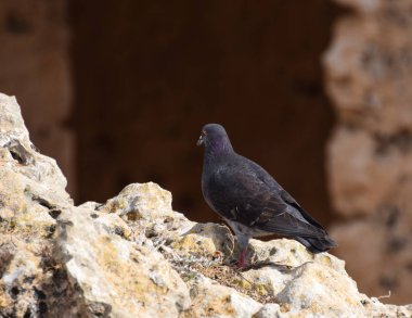 Pafos içinde bir kaya ahşap güvercin tünemiş