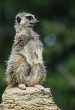 Çöl faresi bakıyor bir taşın oturdu
