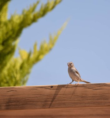 Bir ev serçe woden Tiriz ve üzerinde parlak bir gün Kıbrıs'ta tünemiş.