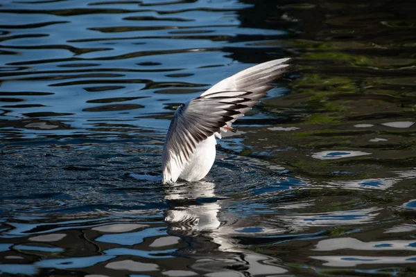 Een Black Headed Gull Stretching Zijn Vleugels Het Varen Meer — Stockfoto
