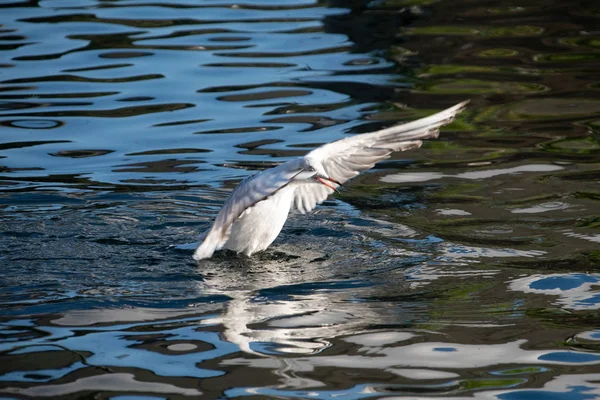 Svart Headed Gull Stretching Vingarna Sjön Båtliv Eastrop Park — Stockfoto