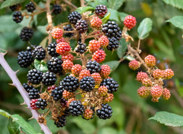 Böğürtlen vahşi Bramble Bush. Olgun siyah olan, kırmızı henüz olgunlaşmış değil