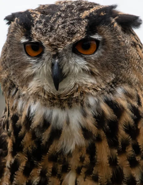 Bir Avrasya kartal baykuş portre Henley ülke el sanatları göstermek bir şahinle ekran sırasında