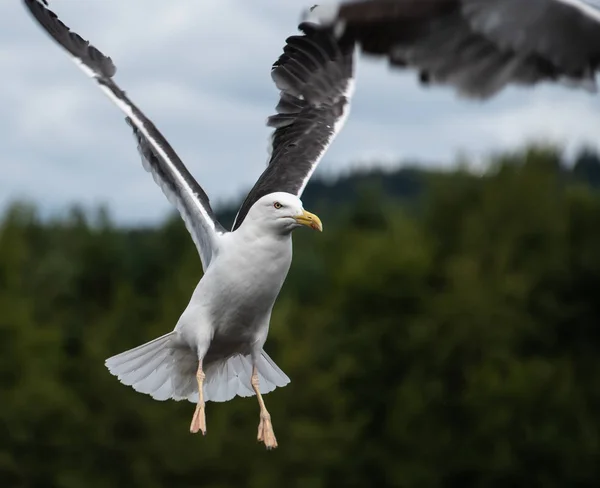 Una Gaviota Arenque Volando Dentro Una Bandada Gaviotas — Foto de Stock