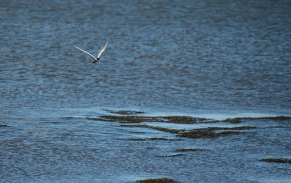 Tern Comum Voando Sobre Águas Firth Forth Perto Falkirk — Fotografia de Stock