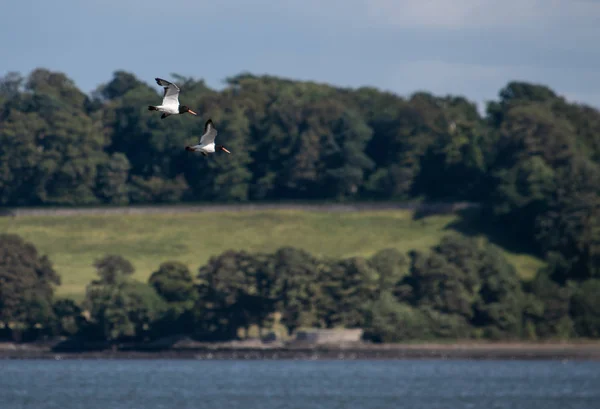 Dvojice Oystercatcheers Létání Záliv Firth Forth — Stock fotografie