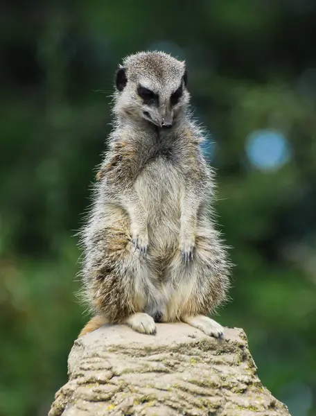 Meerkat Assis Sommet Rocher Regardant Vers Bas — Photo