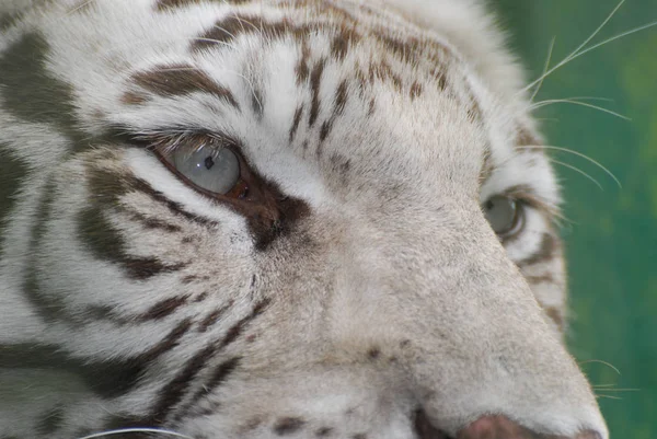 Uma Foto Perto Dos Olhos Tigre Siberiano — Fotografia de Stock