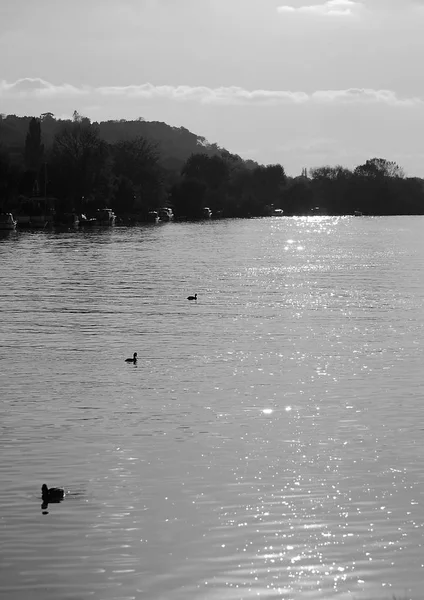 Cuadro Monocromo Patos Río Támesis — Foto de Stock