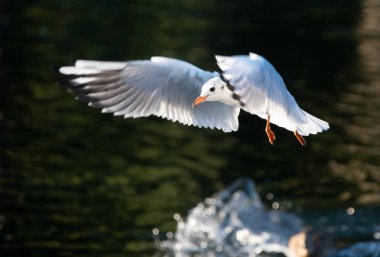 Siyah bir martı uçuşta bir göl üzerinde başlı