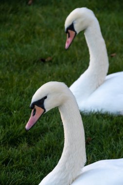 Sessiz Kuğu çim bir parkta oturan bir çift