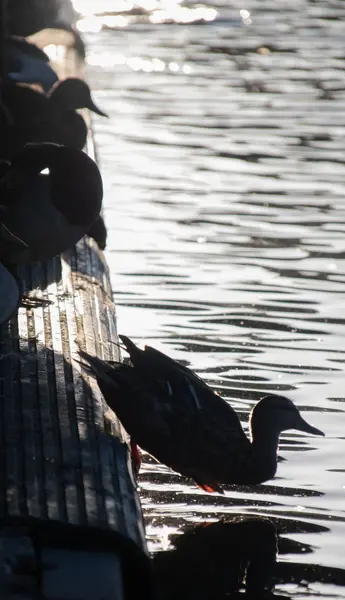 Uma Silhueta Pato Mallard Mergulhando Uma Lagoa — Fotografia de Stock