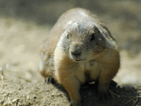 Närbild Porträtt Groundhog — Stockfoto