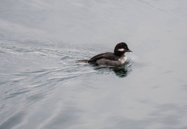 Central Park'ta rezervuar su yüzme kadın Bufflehead ördek