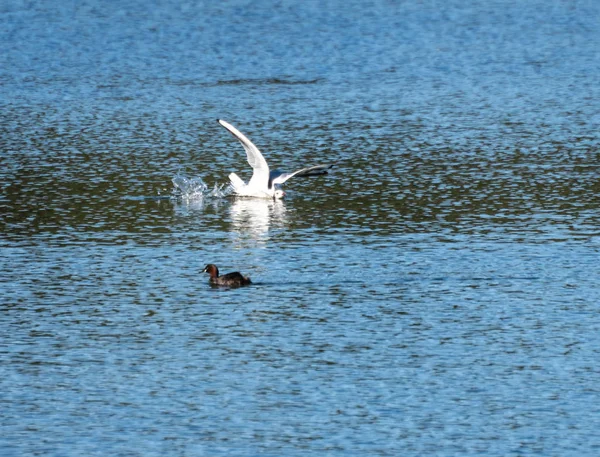 Gabbiano Dalla Testa Nera Atterra Nelle Acque Loch Linlithmbh Con — Foto Stock