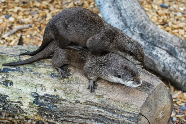 Pair Otters Playing Log — Stock Photo, Image