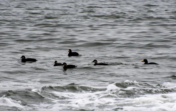 Patos Adultos Juvenis Mar Negro Scoter Nadando Costa Atlântica Nova — Fotografia de Stock