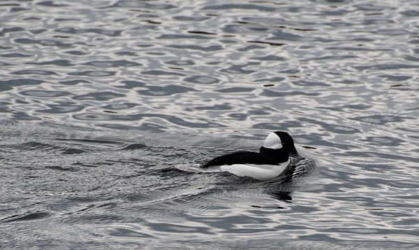 Pato Bufflehead Nadando Lago Central Park — Fotografia de Stock