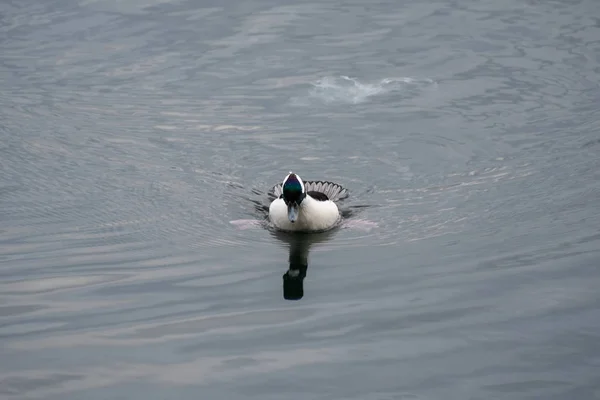 Picture Bufflehead Duck Swimming Reservoir Central Park — Stock Photo, Image
