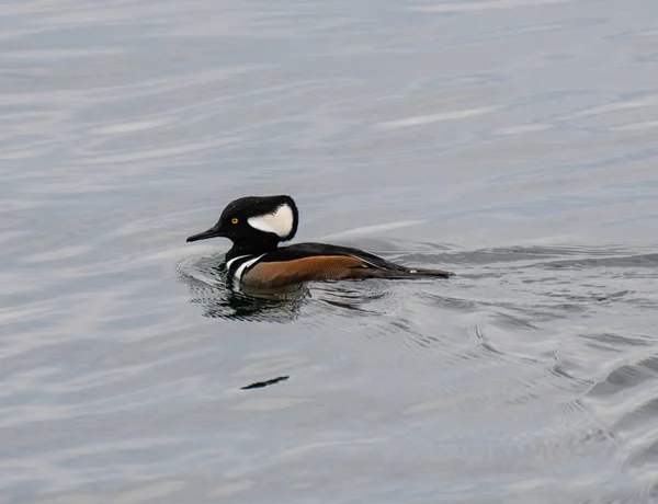 Una Foto Merganser Encapuchado Nadando Embalse Central Park —  Fotos de Stock