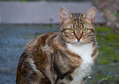 Aile içi bir kedi bir arka sokakta oturdu