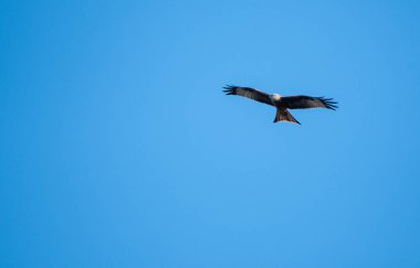 Kırmızı mavi gökyüzü okuma üzerinde uçan uçurtma