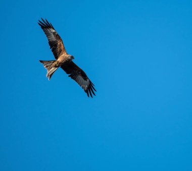 Kırmızı mavi gökyüzü okuma üzerinde uçan uçurtma
