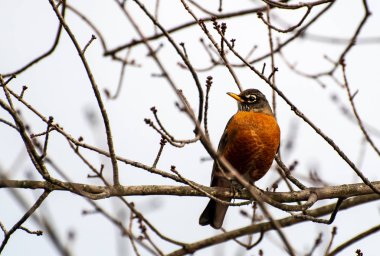 Amerikalı bir ağaçta tıraşlama Robin