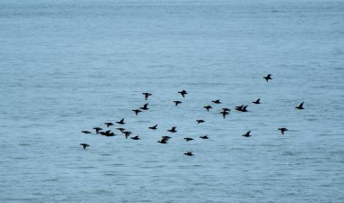 Bir sürü, siyah New Jersey kıyılarının Atlantik Okyanusu'nun suları üzerinde uçan Scoters
