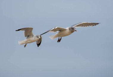 İki yüzük fatura Jersey Shore plaj üzerinde uçan kız