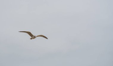 Bir yüzük aracılığıyla New Jersey'deki gri gökyüzü uçan martı fatura