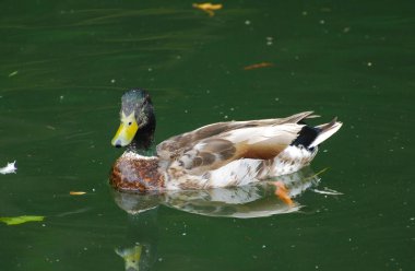 Gölde yaban ördeği Yüzme