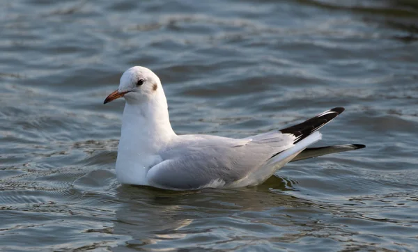 Mouette Tête Noire Hiver Plumage Nageant Sur Tamise — Photo