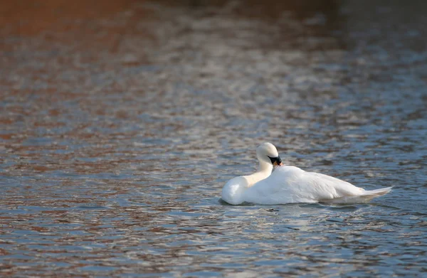 Mute Swan Klouže Podél Vody Řeky Temže — Stock fotografie