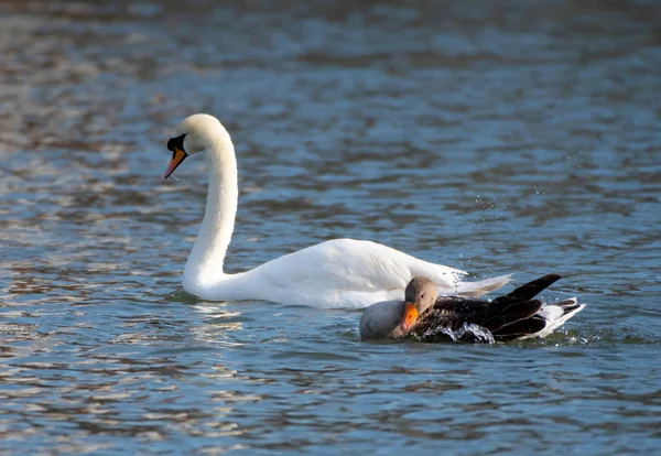 コブハクチョウ ハイイロガン 泳ぐテムズ河の側で — ストック写真