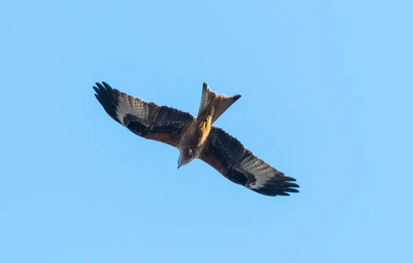 Ένα Κόκκινο Kite Γλιστράει Μέσα Καταγάλανο Ουρανό Πάνω Από Την — Φωτογραφία Αρχείου