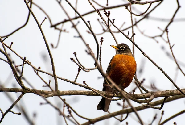 Robin Americano Appollaiato Albero — Foto Stock