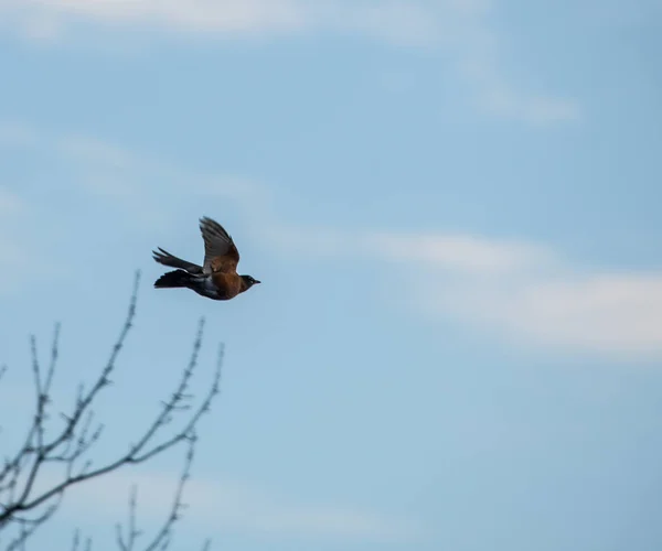 An American Robin flying througyh the sky above Eatontown, New Jersey