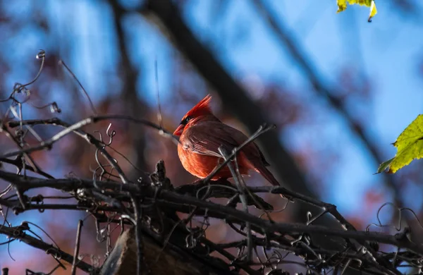 Cardinal Bird Perched Branches Tree — Stock Photo, Image