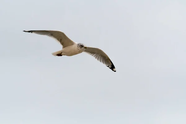 Pierścień Billed Gull Szybownictwo Powietrzu Przy Plaży Long Branch — Zdjęcie stockowe
