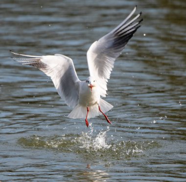 Uçan martı Siyah başlı