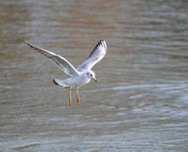 Uçan martı Siyah başlı